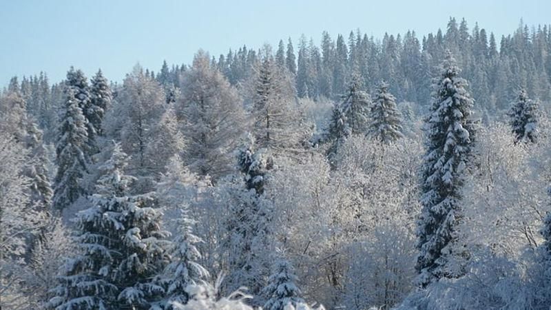 Отели типа «постель и завтрак» Willa Pod Górską Lawendą Юргув-32